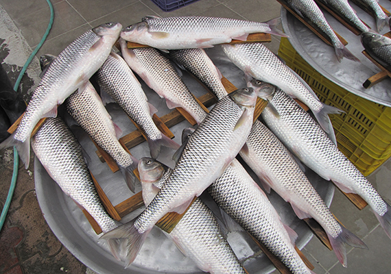 ماهی سرای تیموری